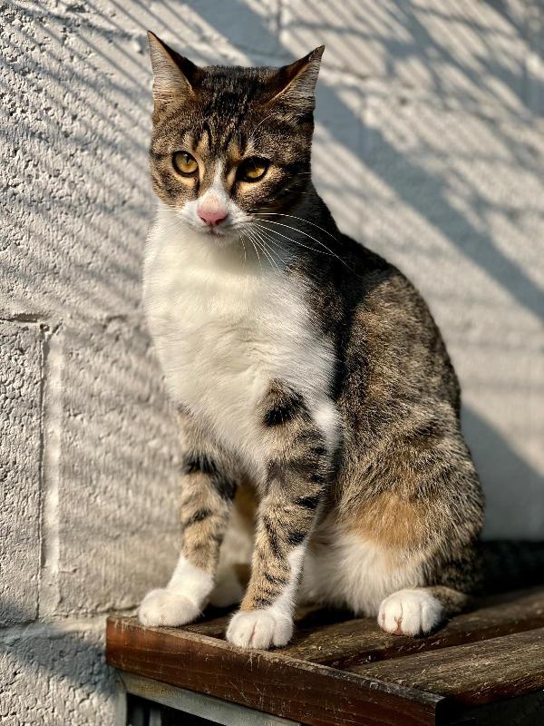 GATTO SILVESTRO Foto 2